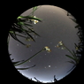 虫の星空