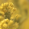 菜の花畑