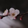 白梅
