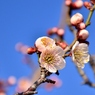 梅の花