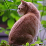見返り美猫