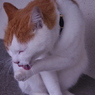 江ノ島の猫