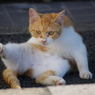 店に来た迷い猫2