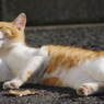 店に来た迷い猫3