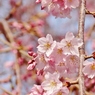 早春 河津桜
