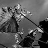 IMG_2245