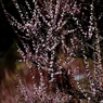 香りたつ