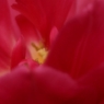 チューリップ　花芯