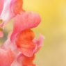 花芯