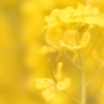 菜の花