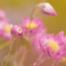 花　クローズアップ３