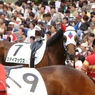 ステイマックス（ステイの仔）