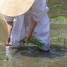 i住吉大社 お田植え祭
