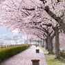 ポムの桜