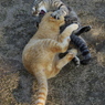 尾道猫35