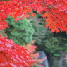 紅