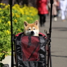 リーダー参加す。2013’春