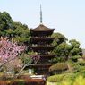 山口瑠璃光寺と梅