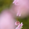 したたり