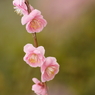 花かんざし
