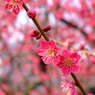 春の使者　六　～大阪～
