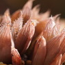 Haworthia leightonii