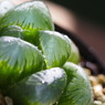 Haworthia obtusa big type