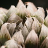 Haworthia cooperi