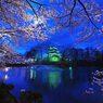 高田の夜桜