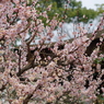 春到来