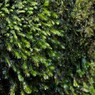 IMG_3532