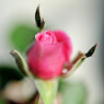 ミニ薔薇。