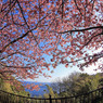 青空一杯の河津桜