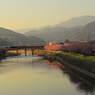 伊豆の山々と河津桜