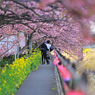 桜トンネルの二人