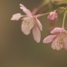 河津桜　一条戻り橋にて