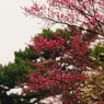 松に紅白の梅