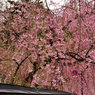 武家屋敷枝垂れ桜