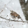 雪の中で