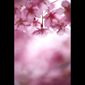 桜三昧5　