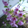 河津桜