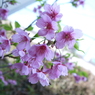 河津桜