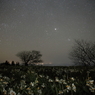 水仙星景（I）