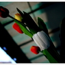 imitation　５