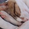 のらねこ７－熟睡