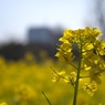 菜の花2