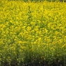 菜の花
