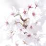 110410桜@千里丘