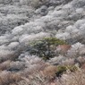 春の霧氷