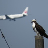 ミサゴと飛行機